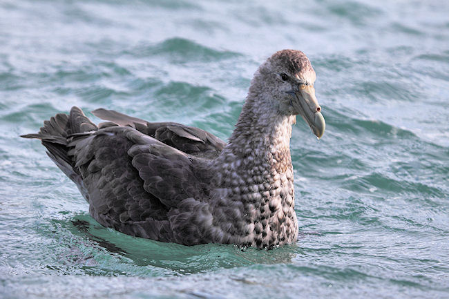 SGeorgia_SalisburyPlain_Petrels_5041 (1).jpg